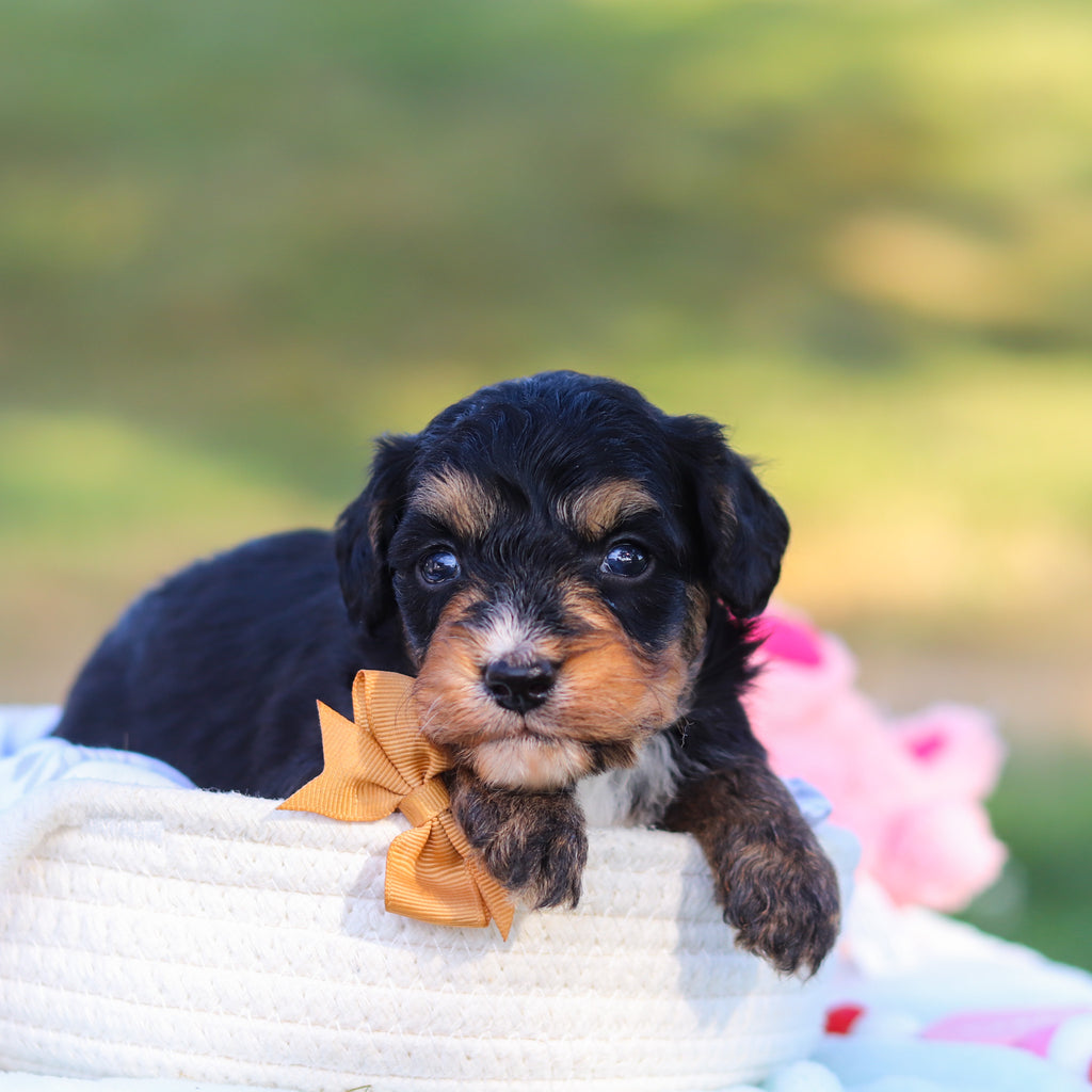 Dodger - Available 9/3