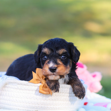 Dodger - Available 9/3