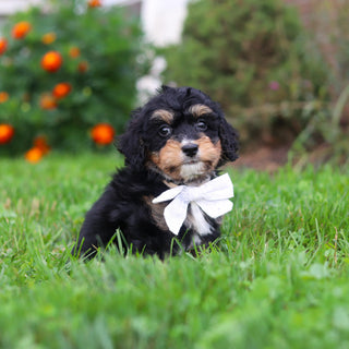 Dodger - Available 9/3