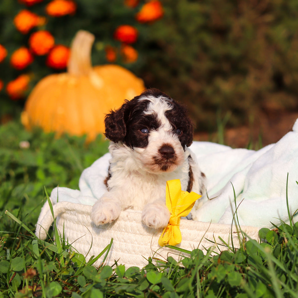 Rico - Available 10/22