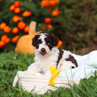 Rico - Available 10/22