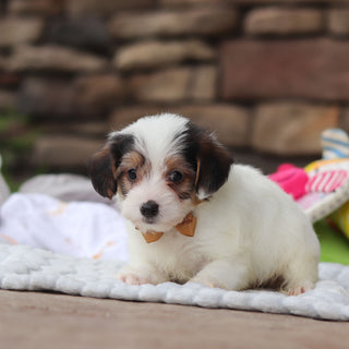 Elvis - Available 8/27