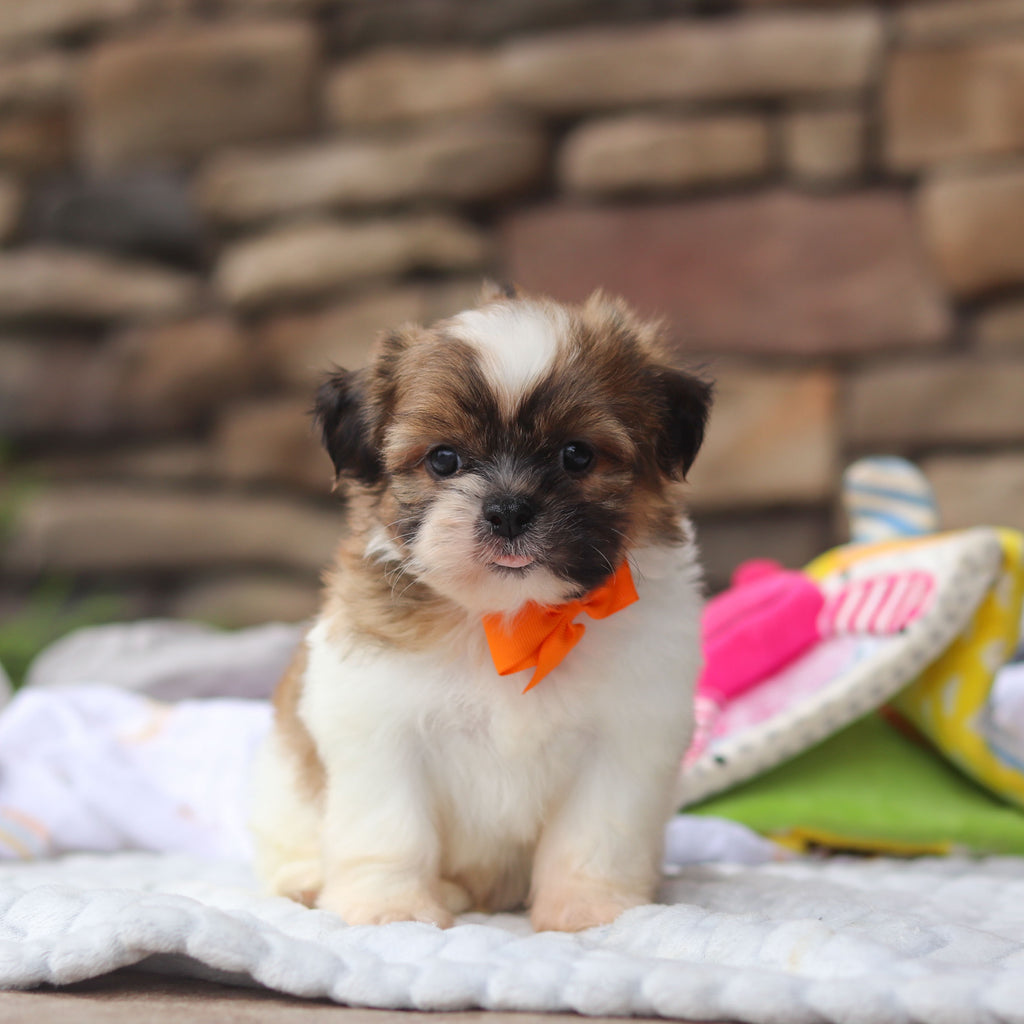Georgie - Available 8/27