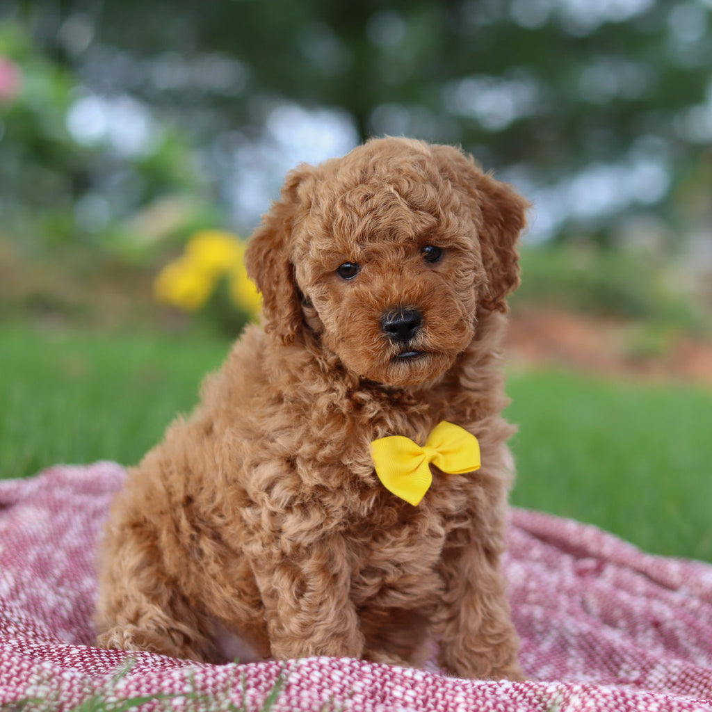 Josef - Available Now