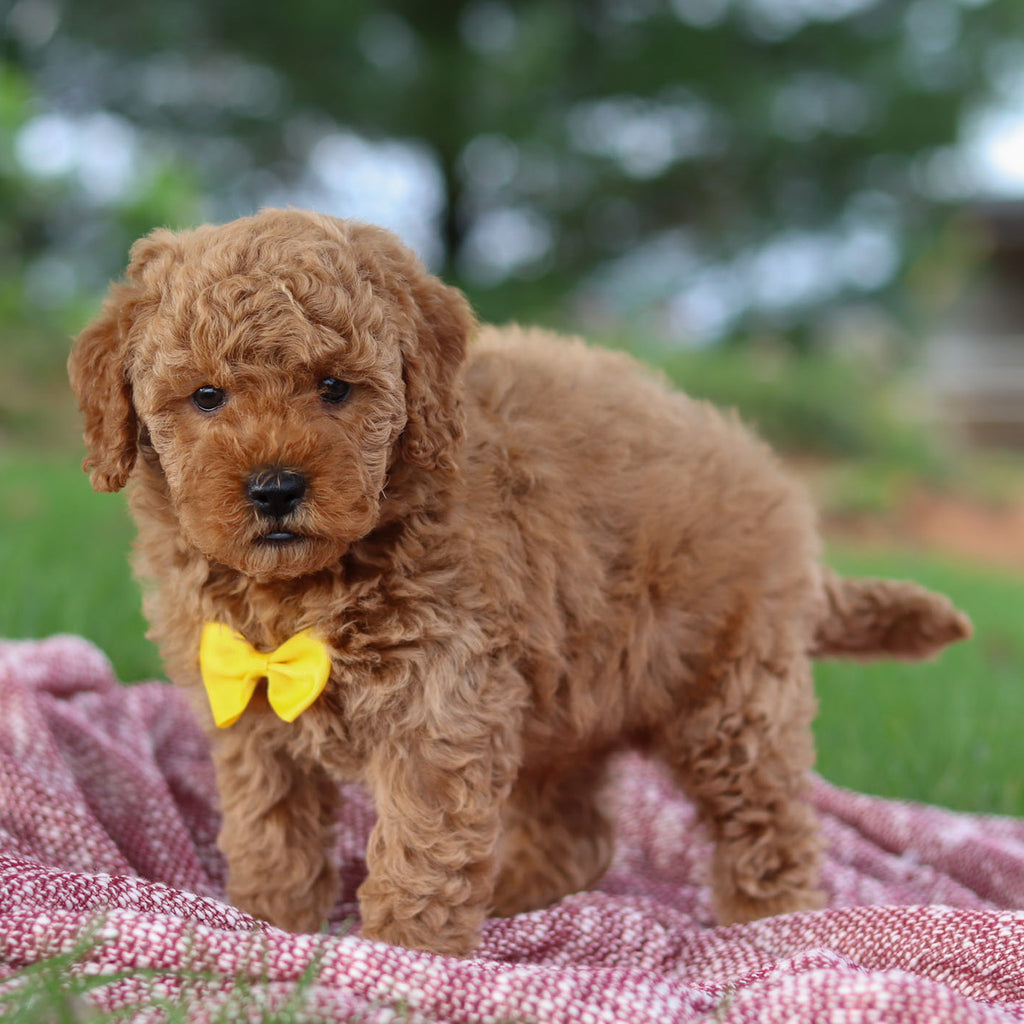 Josef - Available 11/12