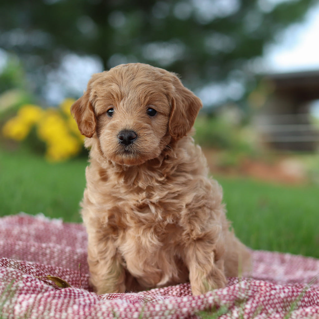 Arno - Available Now