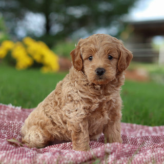 Arno - Available Now