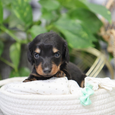 London - Available 2/4