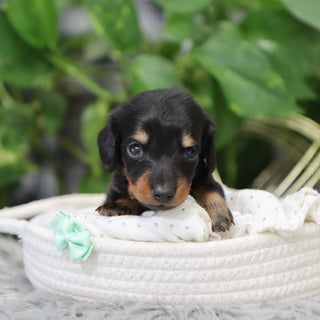 London - Available 2/4