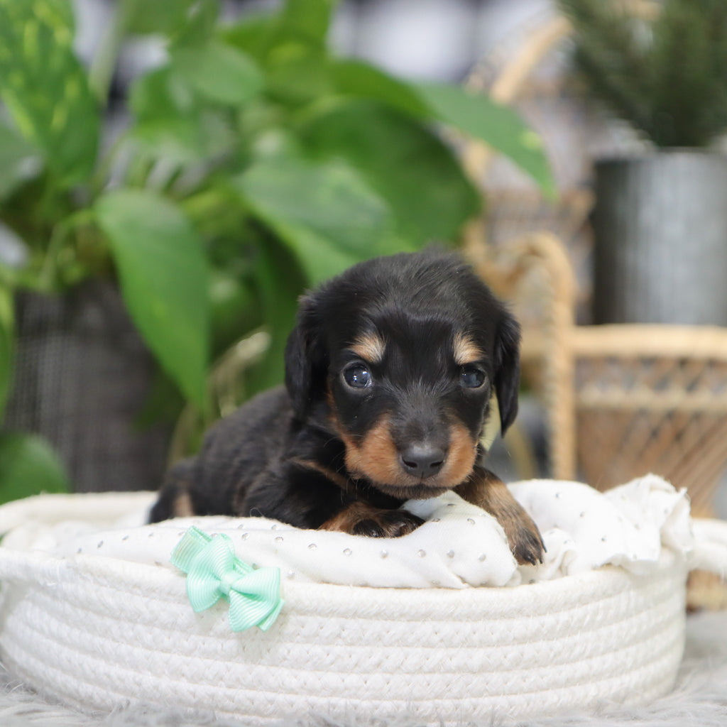 London - Available 2/4