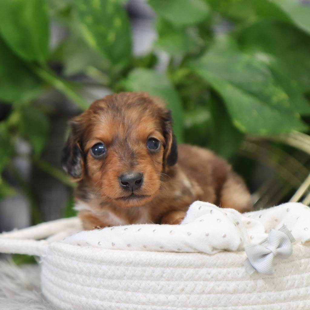 Luther - Available 2/4