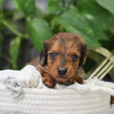 Luther - Available 2/4