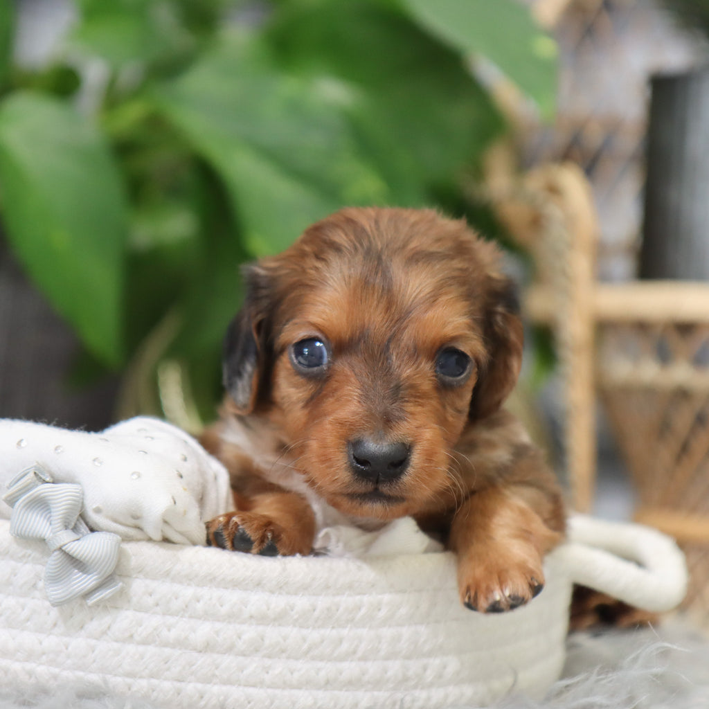 Luther - Available 2/4