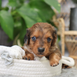 Luther - Available 2/4