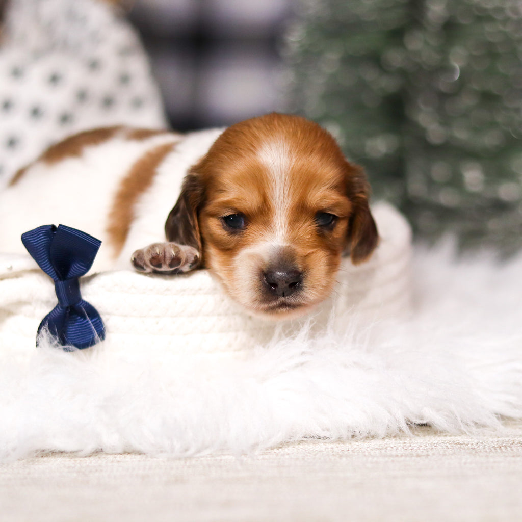 Edwin - Available 3/19