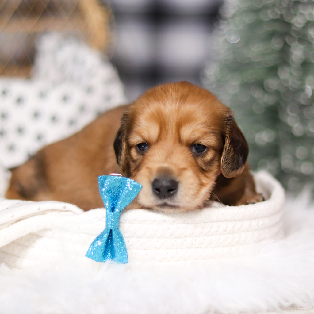 Glen - Available 3/19