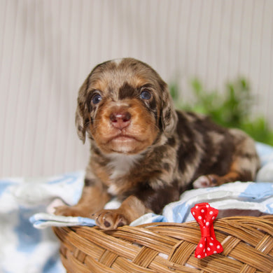 Jude - Available 4/9