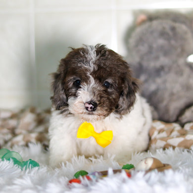 Fletcher - Available Now