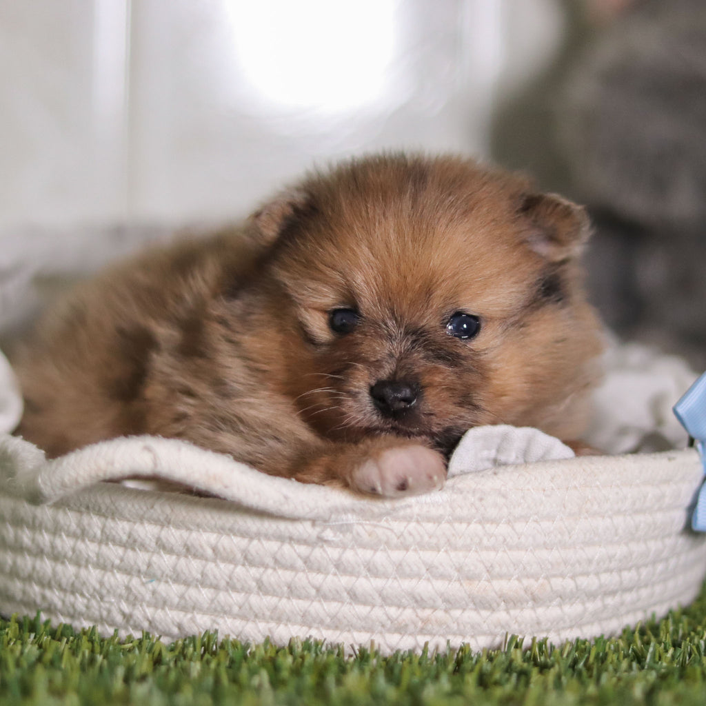 Parker - Available 2/26