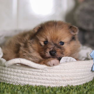 Parker - Available 2/25