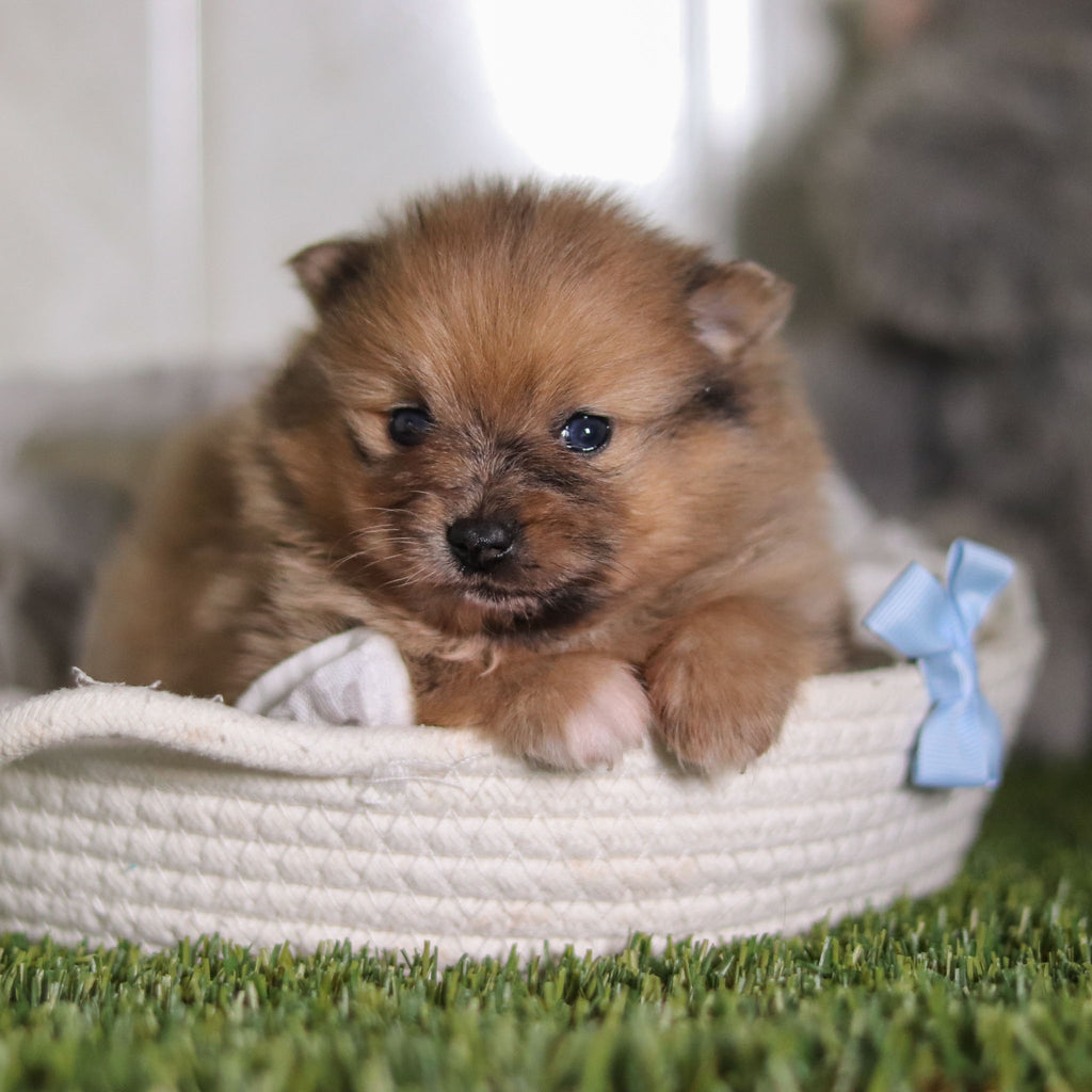 Parker - Available 2/25