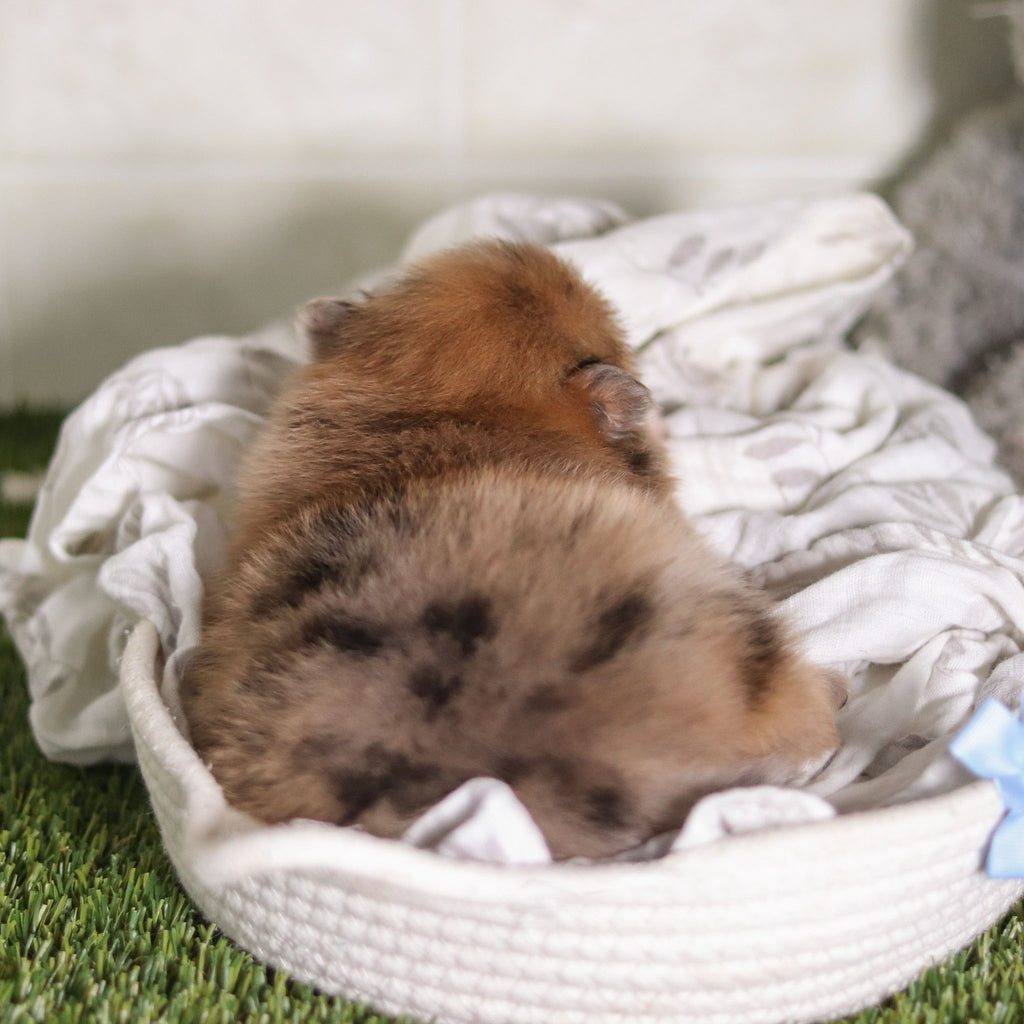 Parker - Available 2/26