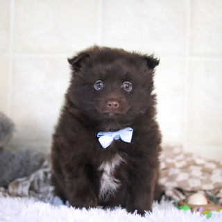 Petey - Available Now