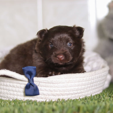 Petey - Available 3/4