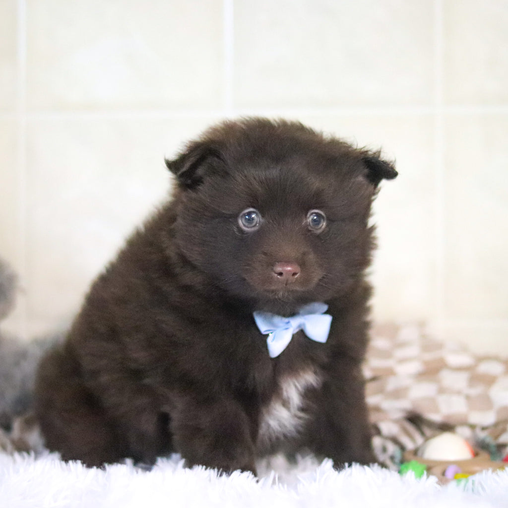 Petey - Available Now