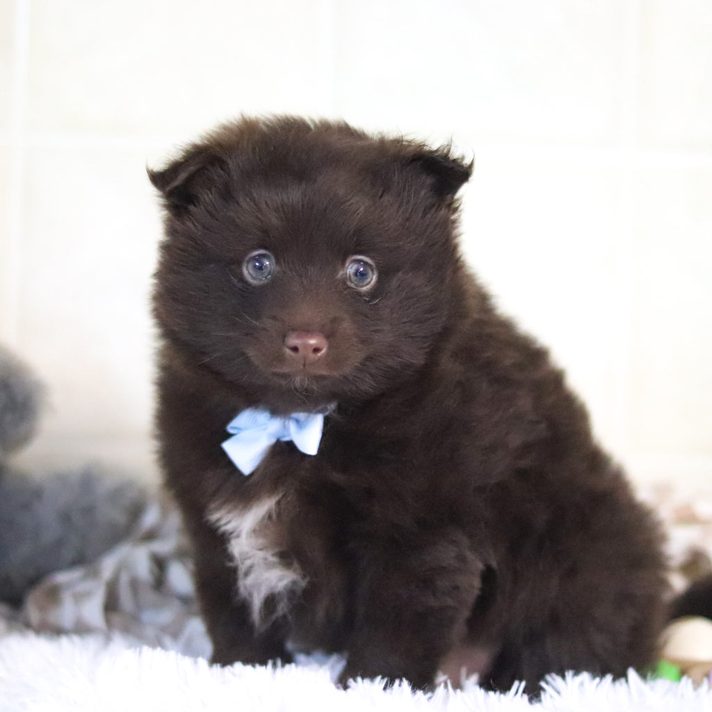 Petey - Available Now