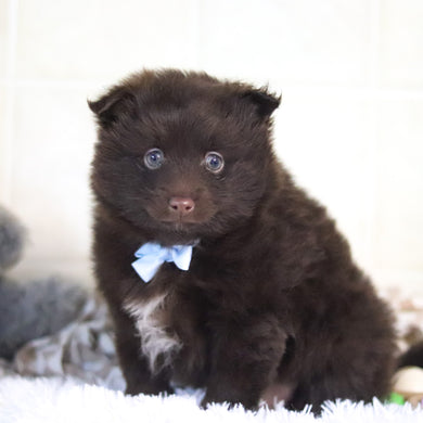 Petey - Available 3/4