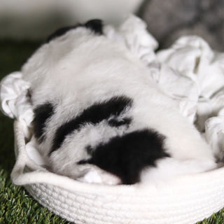 Pongo - Available 3/4