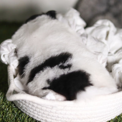 Pongo - Available 3/4