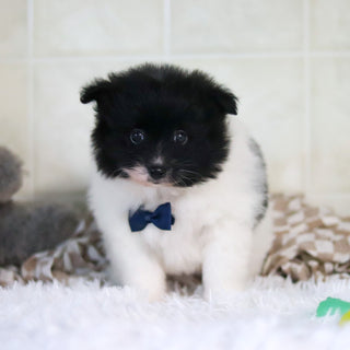 Pongo - Available 3/4