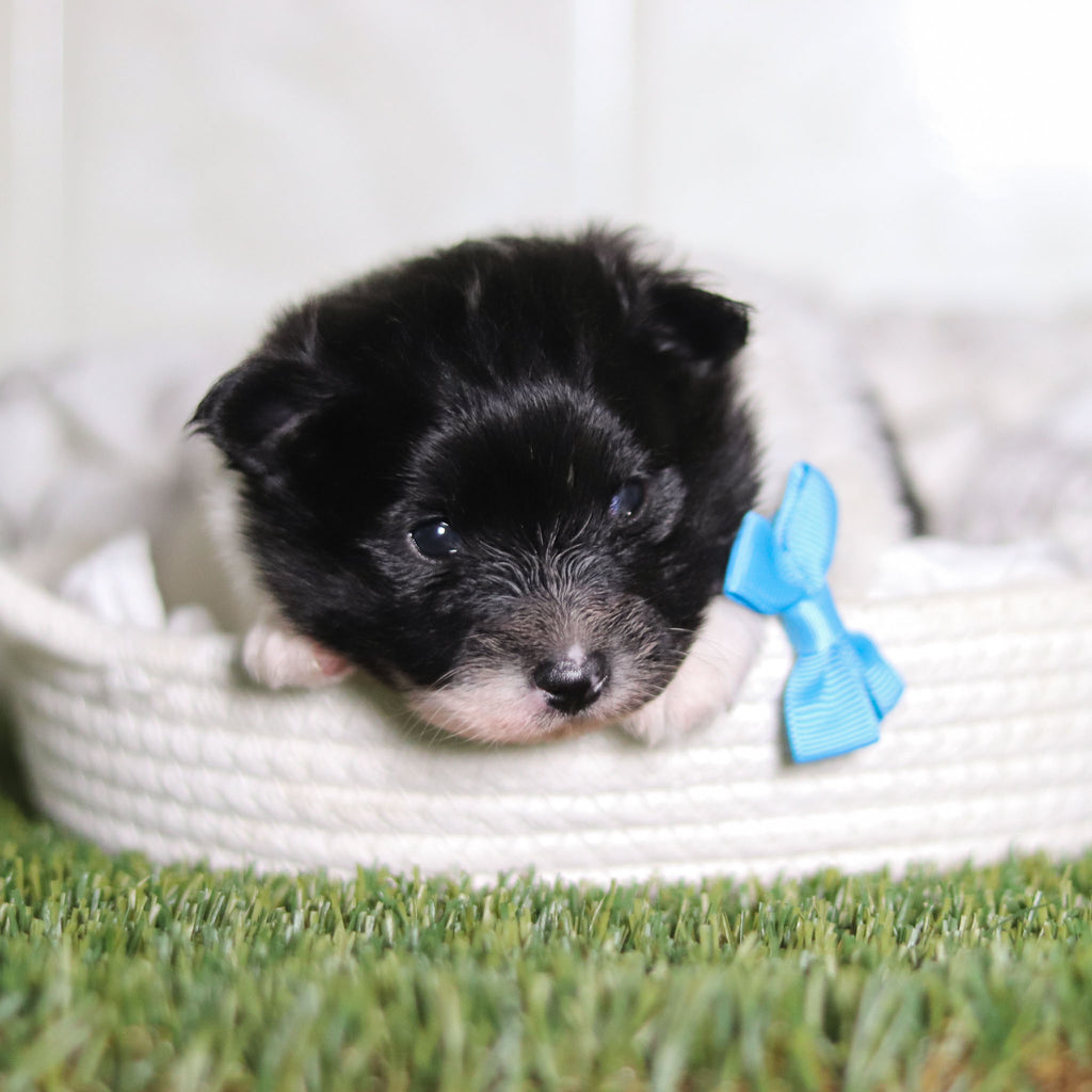 Pongo - Available 3/4