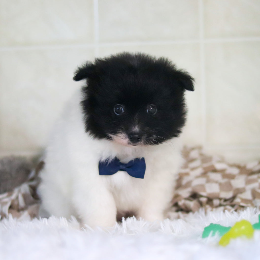 Pongo - Available 3/4