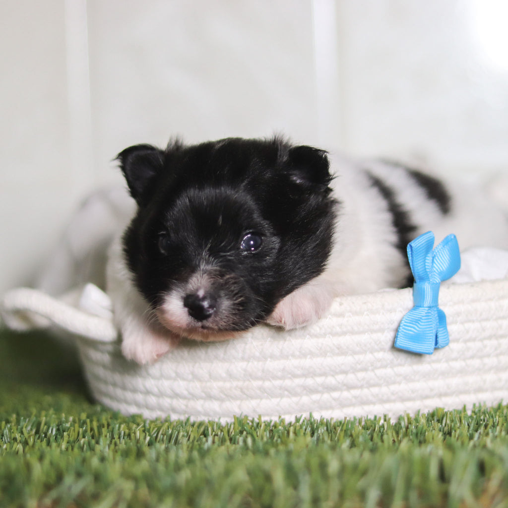 Pongo - Available 3/4