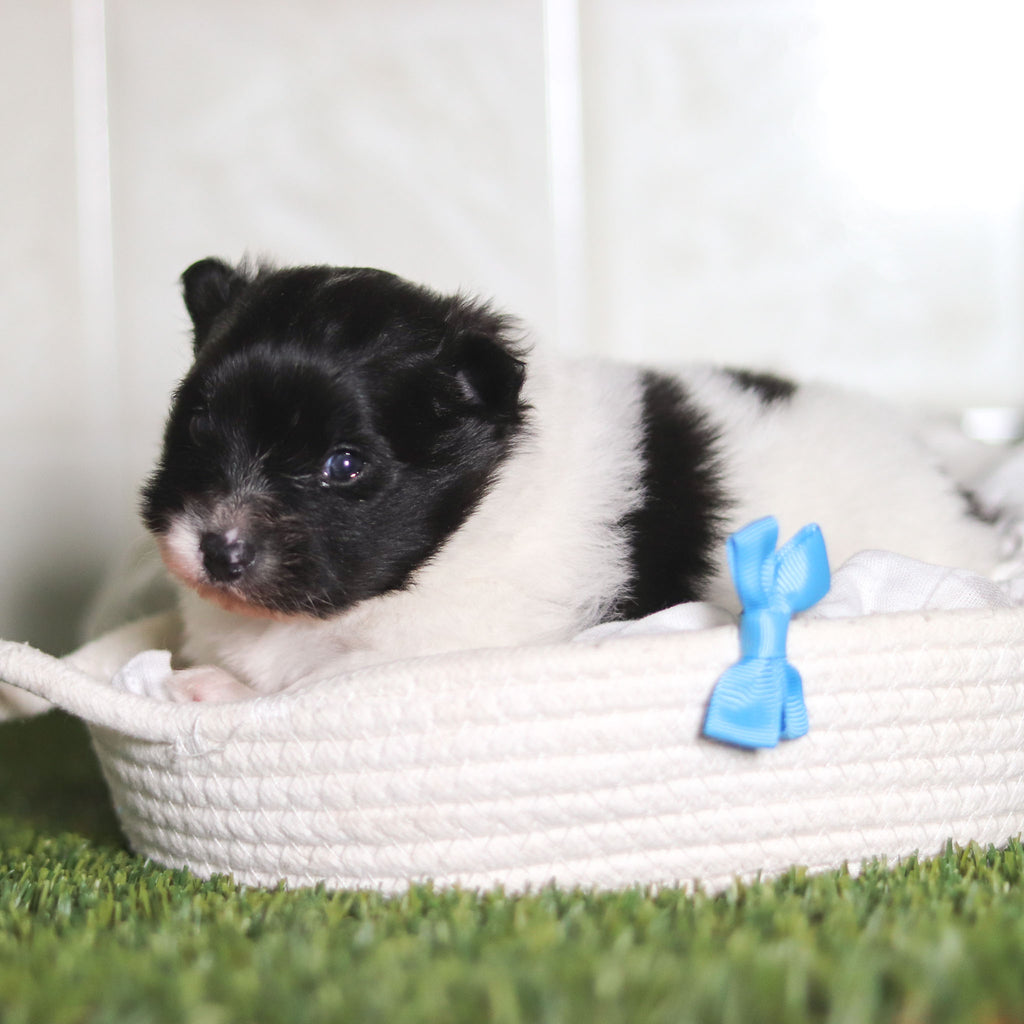 Pongo - Available 3/4