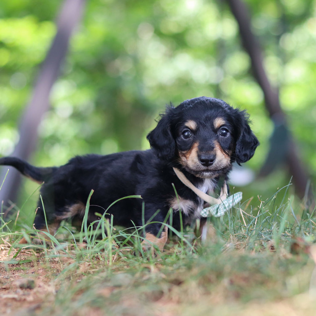 Bruno - Available 8/20