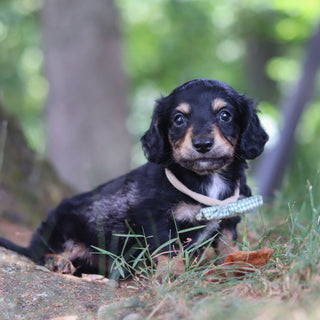 Bruno - Available 8/20