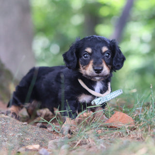 Bruno - Available 8/20