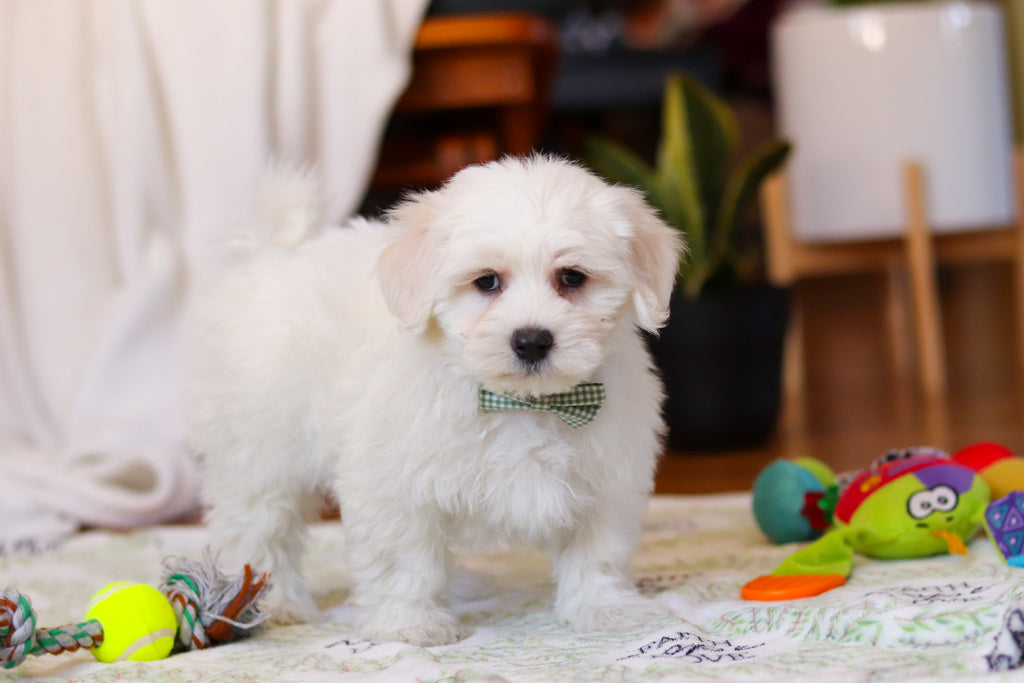 Riley - Available Now