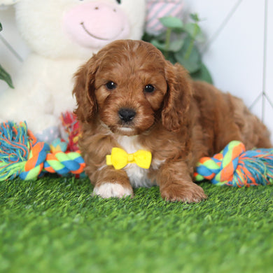 Chet - Available 4/16