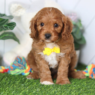 Chet - Available 4/16