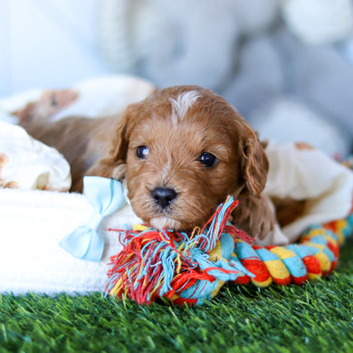 Nico - Available 2/26