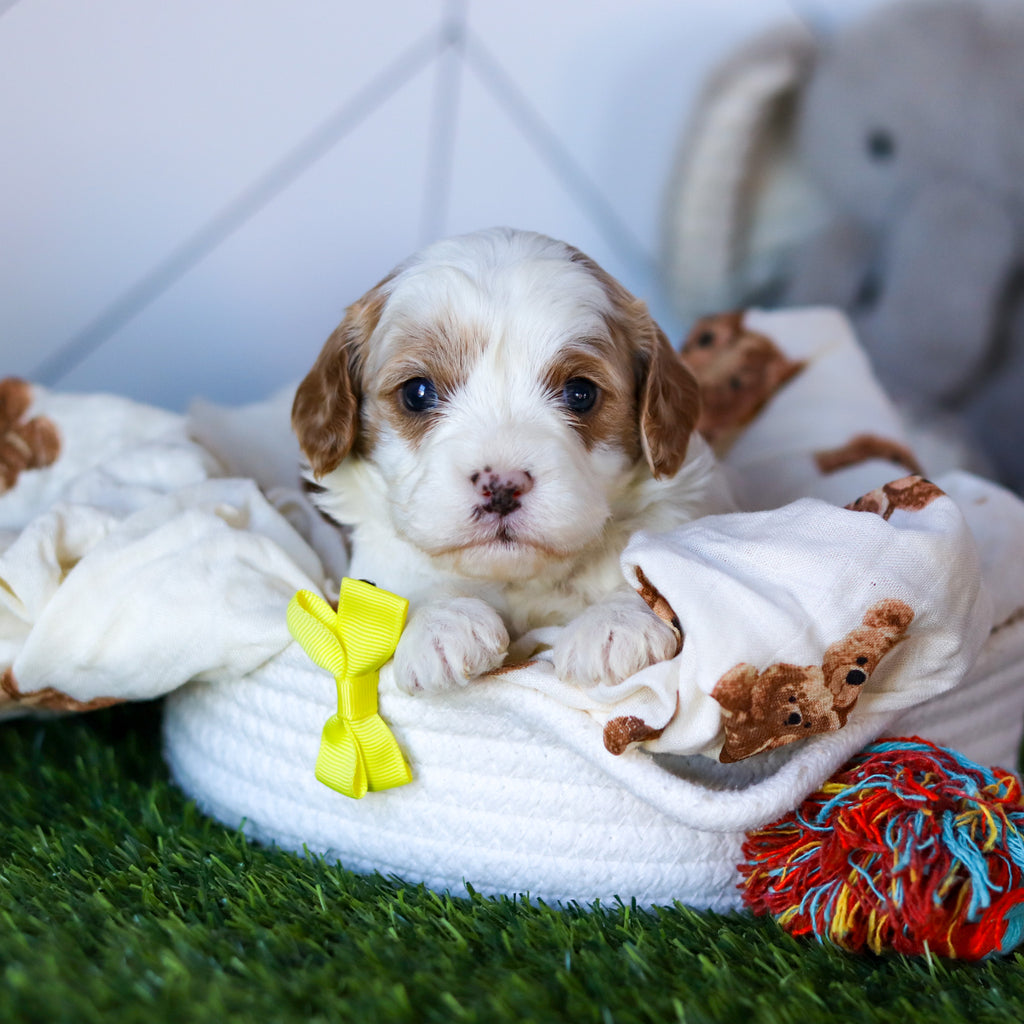 Noah - Available 2/26