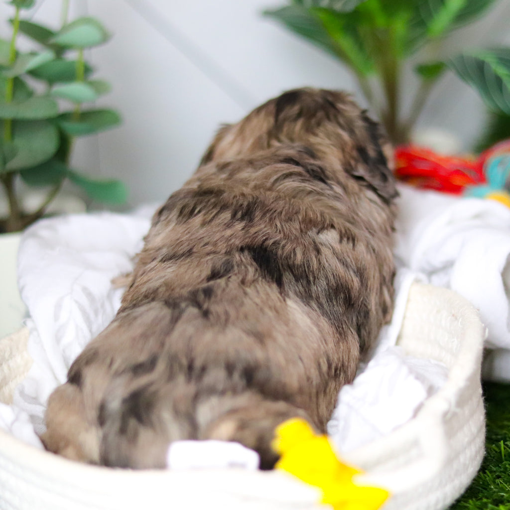 Hughes - Available 2/18