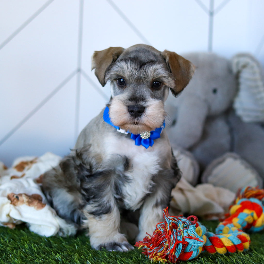 Colson - Available 2/18