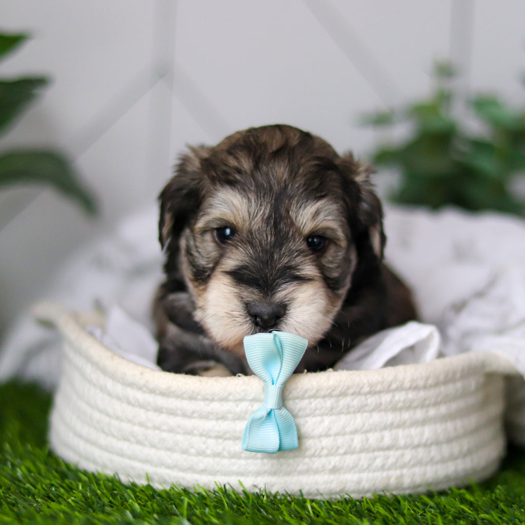 Colson - Available 2/18