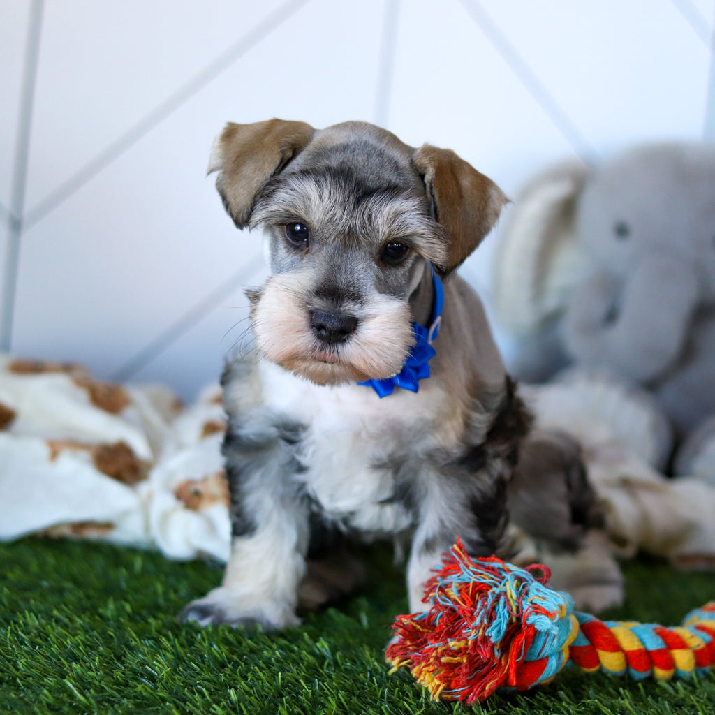 Colson - Available 2/18